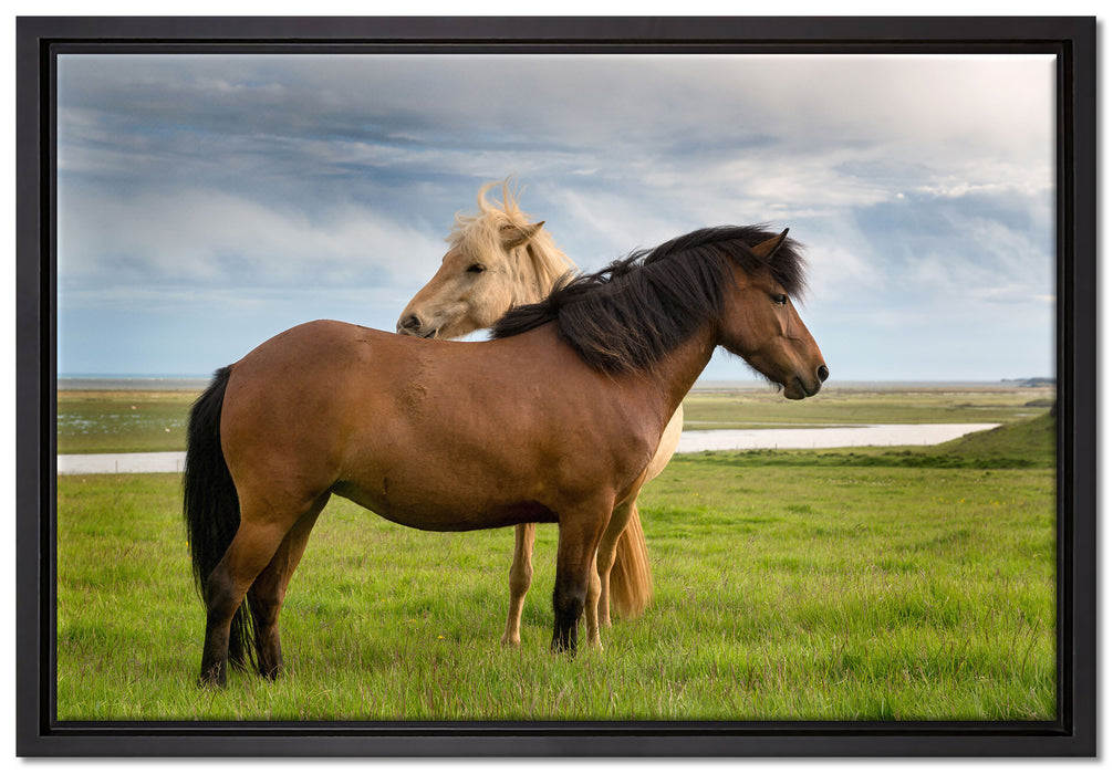 zwei Pferde auf der Wiese auf Leinwandbild gerahmt Größe 60x40
