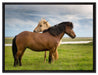 zwei Pferde auf der Wiese auf Leinwandbild gerahmt Größe 80x60