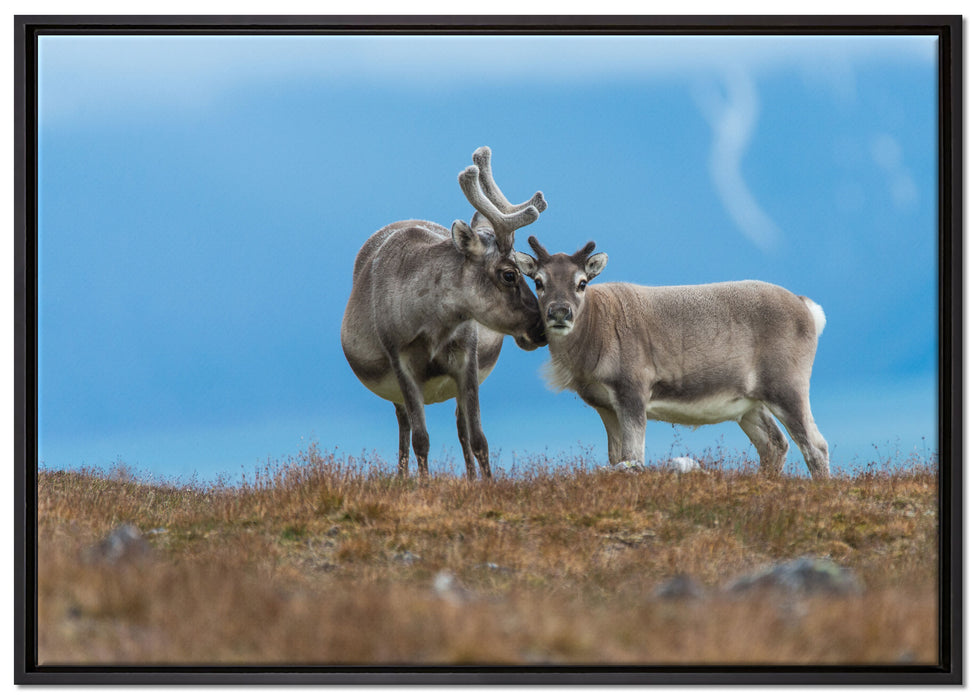 Rentiere die miteinander schmusen auf Leinwandbild gerahmt Größe 100x70