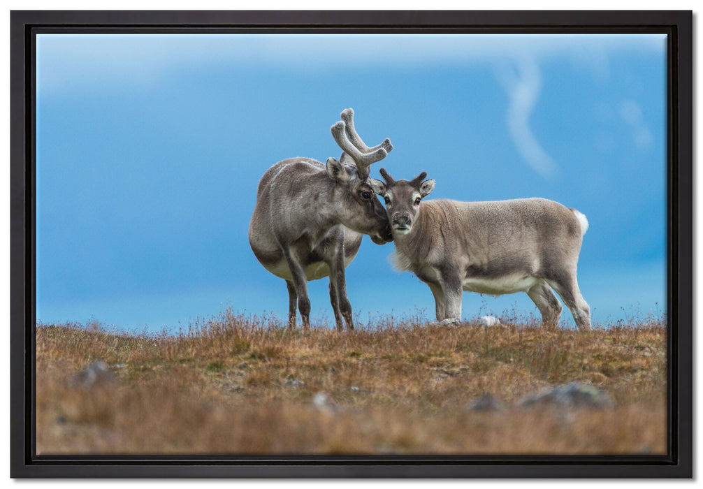 Rentiere die miteinander schmusen auf Leinwandbild gerahmt Größe 60x40