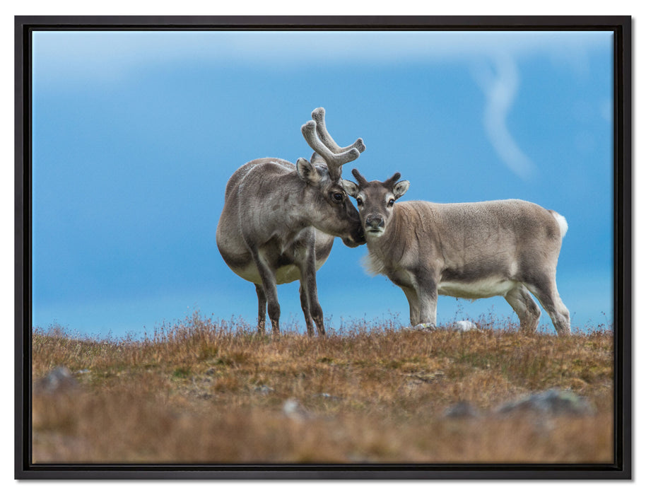 Rentiere die miteinander schmusen auf Leinwandbild gerahmt Größe 80x60