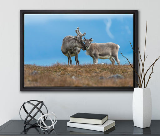 Rentiere die miteinander schmusen auf Leinwandbild gerahmt mit Kirschblüten