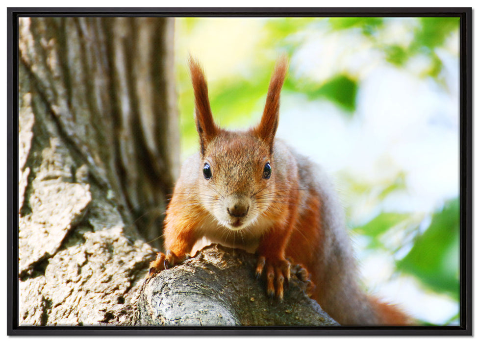 Eichhörnchen auf dem Baum auf Leinwandbild gerahmt Größe 100x70