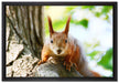 Eichhörnchen auf dem Baum auf Leinwandbild gerahmt Größe 60x40