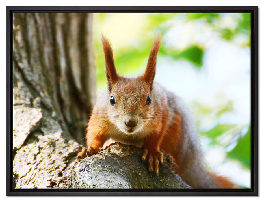 Eichhörnchen auf dem Baum auf Leinwandbild gerahmt Größe 80x60