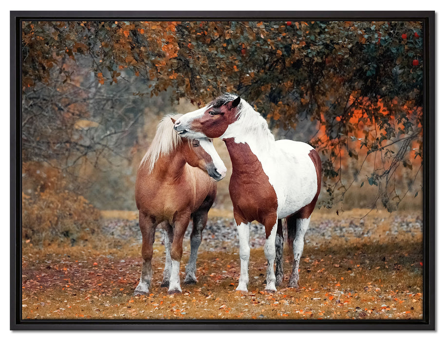 zwei schmusende Pferde auf Leinwandbild gerahmt Größe 80x60
