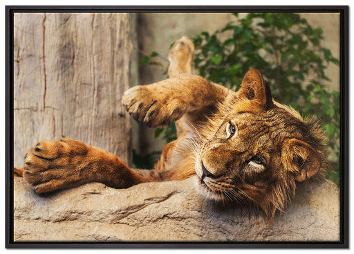 verspielter kleiner Löwe auf Leinwandbild gerahmt Größe 100x70