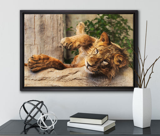 verspielter kleiner Löwe auf Leinwandbild gerahmt mit Kirschblüten