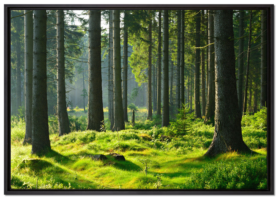 sonniger Tag im Wald auf Leinwandbild gerahmt Größe 100x70