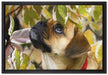 zwischen Blättern Mops auf Leinwandbild gerahmt Größe 60x40