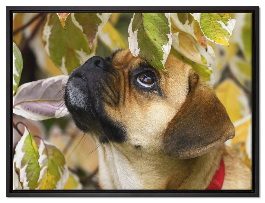 zwischen Blättern Mops auf Leinwandbild gerahmt Größe 80x60