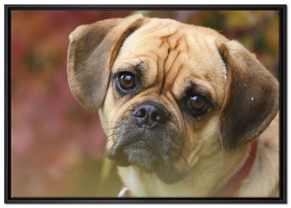 Mops Welpe auf Leinwandbild gerahmt Größe 100x70