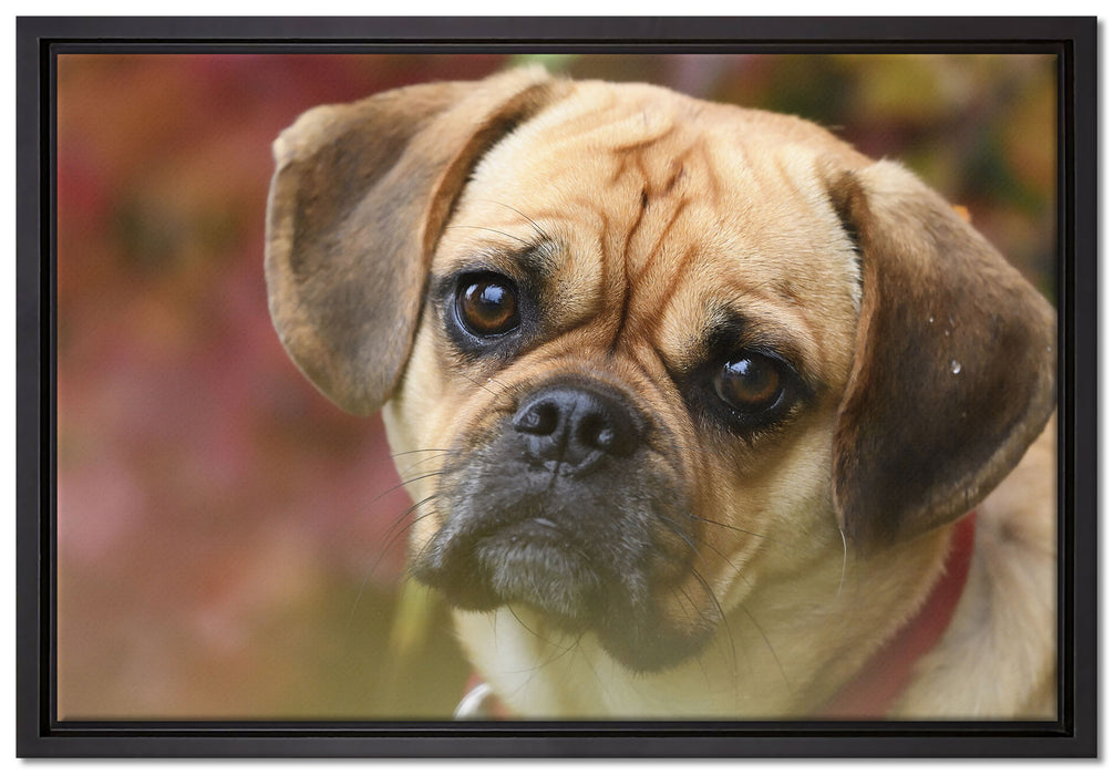 Mops Welpe auf Leinwandbild gerahmt Größe 60x40