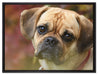 Mops Welpe auf Leinwandbild gerahmt Größe 80x60