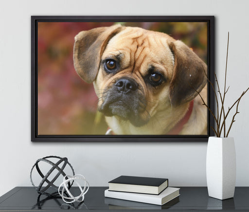 Mops Welpe auf Leinwandbild gerahmt mit Kirschblüten