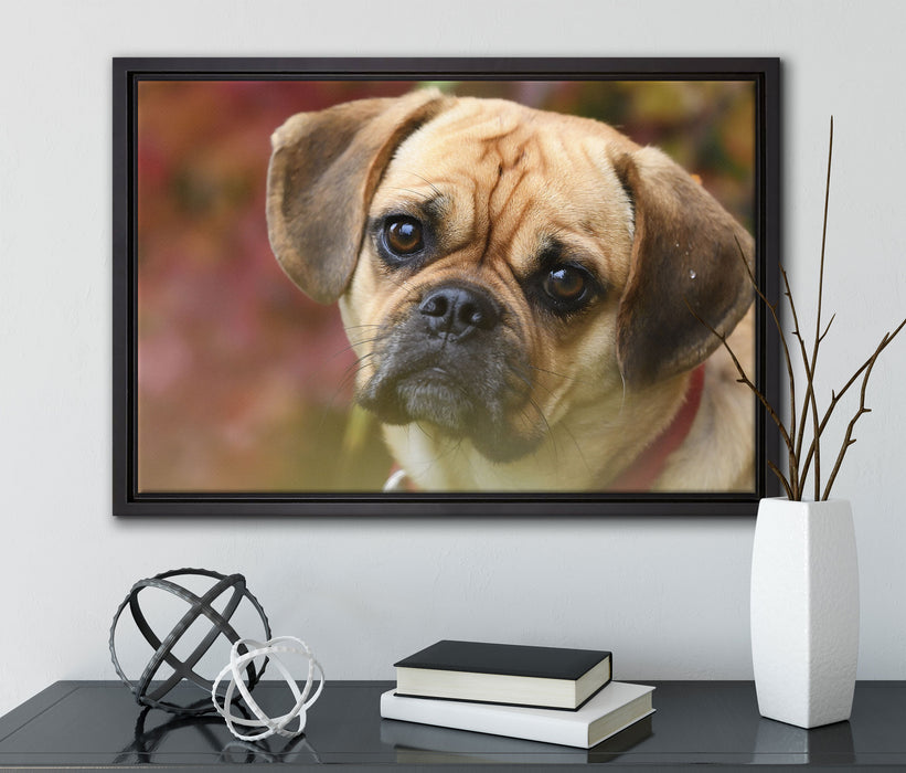 Mops Welpe auf Leinwandbild gerahmt mit Kirschblüten