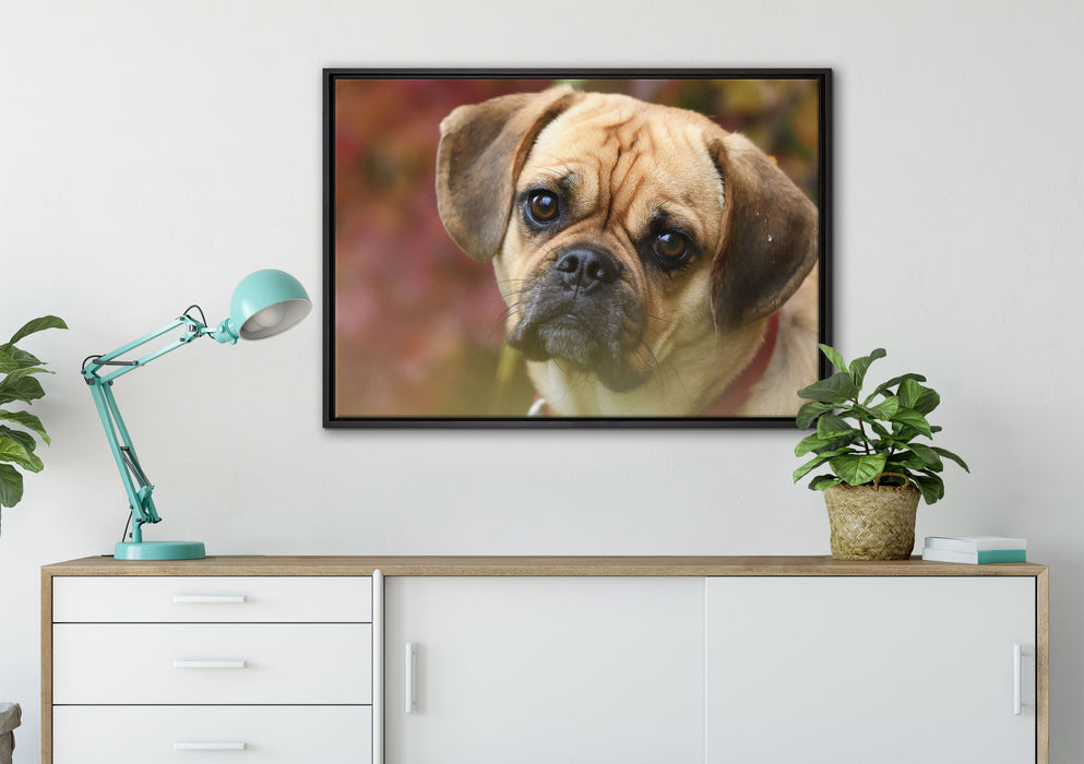 Mops Welpe auf Leinwandbild gerahmt verschiedene Größen im Wohnzimmer