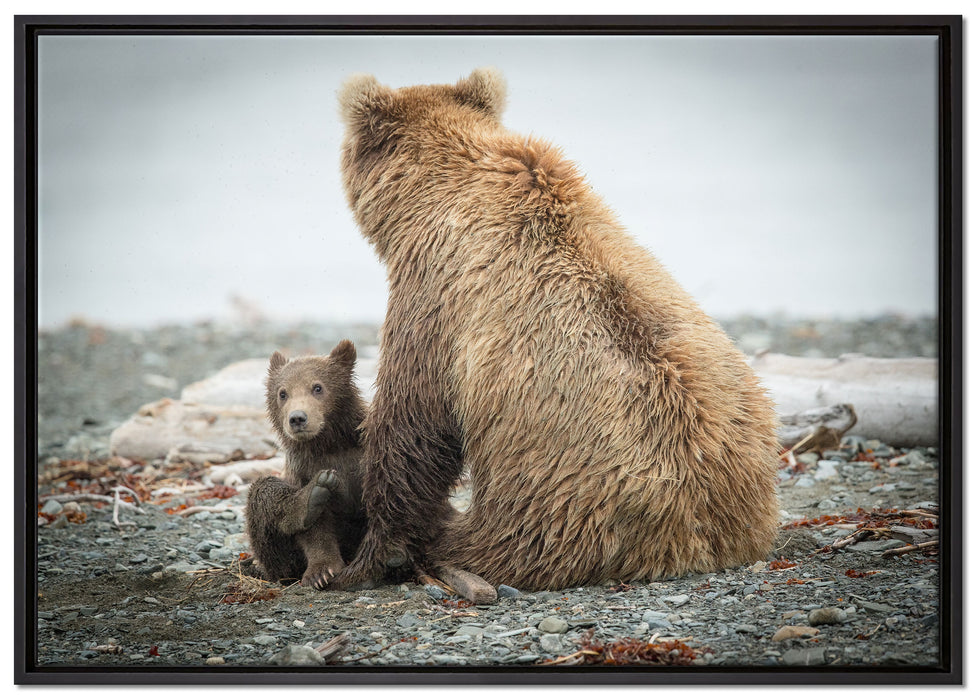 Bär mit Baby nach dem Baden auf Leinwandbild gerahmt Größe 100x70