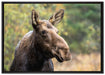 Elch im Wald auf Leinwandbild gerahmt Größe 100x70