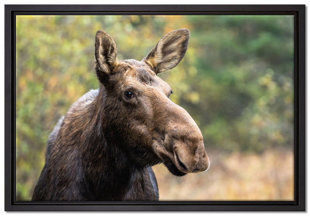 Elch im Wald auf Leinwandbild gerahmt Größe 60x40