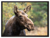 Elch im Wald auf Leinwandbild gerahmt Größe 80x60