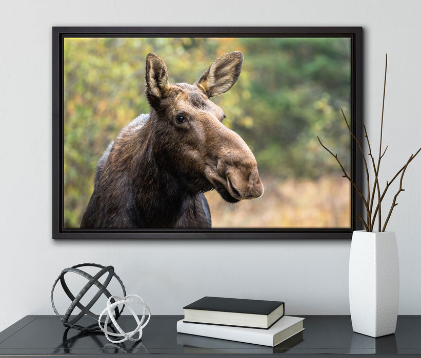 Elch im Wald auf Leinwandbild gerahmt mit Kirschblüten