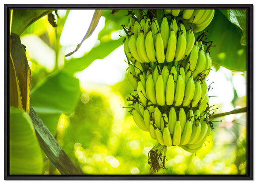 reifende Bananen am Baum auf Leinwandbild gerahmt Größe 100x70