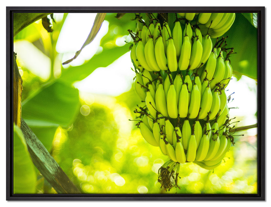 reifende Bananen am Baum auf Leinwandbild gerahmt Größe 80x60
