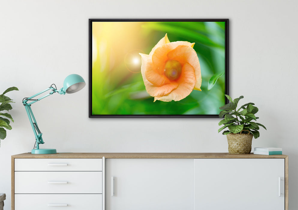 orange Blume im Sonnenlicht auf Leinwandbild gerahmt verschiedene Größen im Wohnzimmer