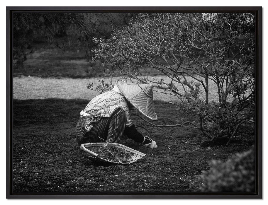 japanischer Gärtner bei der Arbeit auf Leinwandbild gerahmt Größe 80x60