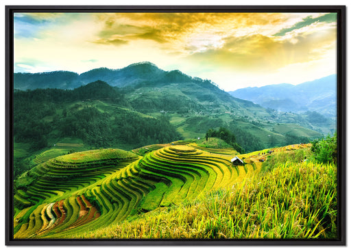 Reisfelder in Vietnam auf Leinwandbild gerahmt Größe 100x70