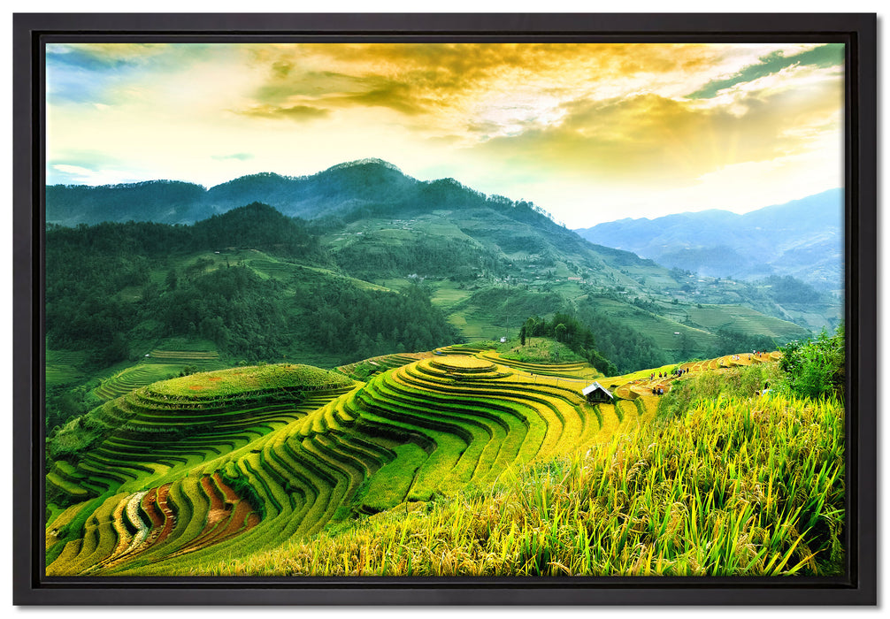Reisfelder in Vietnam auf Leinwandbild gerahmt Größe 60x40