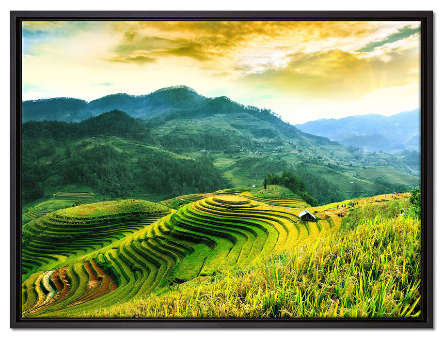 Reisfelder in Vietnam auf Leinwandbild gerahmt Größe 80x60