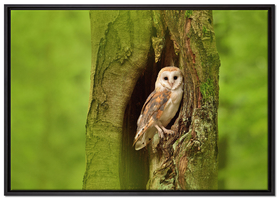 Schleiereule Baumhöhle auf Leinwandbild gerahmt Größe 100x70