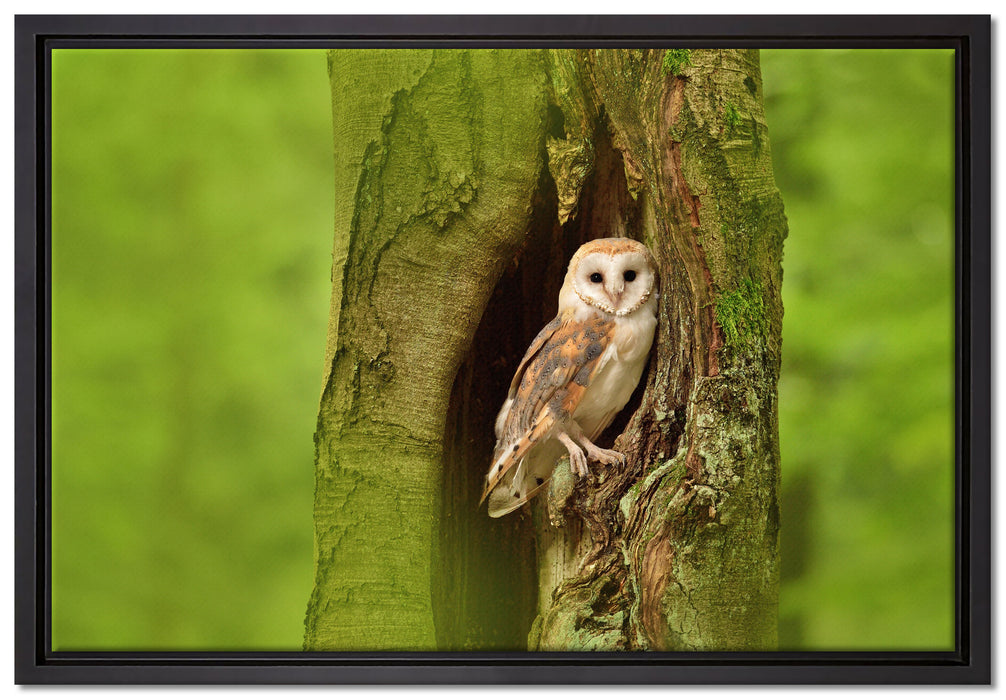 Schleiereule Baumhöhle auf Leinwandbild gerahmt Größe 60x40