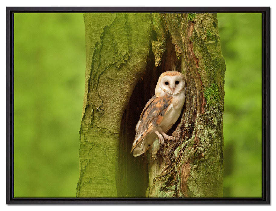 Schleiereule Baumhöhle auf Leinwandbild gerahmt Größe 80x60