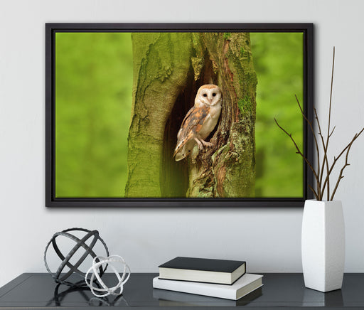 Schleiereule Baumhöhle auf Leinwandbild gerahmt mit Kirschblüten