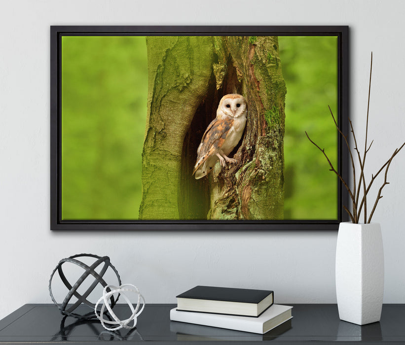 Schleiereule Baumhöhle auf Leinwandbild gerahmt mit Kirschblüten