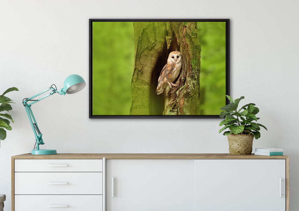Schleiereule Baumhöhle auf Leinwandbild gerahmt verschiedene Größen im Wohnzimmer