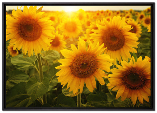 Sonnenblumen auf dem Feld auf Leinwandbild gerahmt Größe 100x70