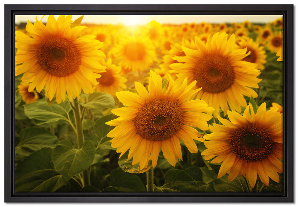 Sonnenblumen auf dem Feld auf Leinwandbild gerahmt Größe 60x40