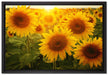Sonnenblumen auf dem Feld auf Leinwandbild gerahmt Größe 60x40