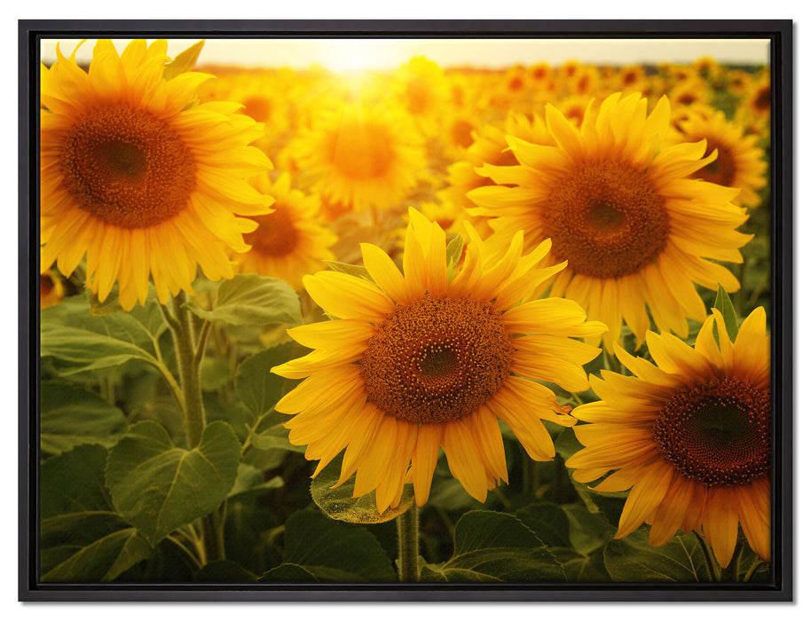 Sonnenblumen auf dem Feld auf Leinwandbild gerahmt Größe 80x60