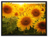 Sonnenblumen auf dem Feld auf Leinwandbild gerahmt Größe 80x60