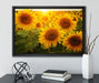 Sonnenblumen auf dem Feld auf Leinwandbild gerahmt mit Kirschblüten