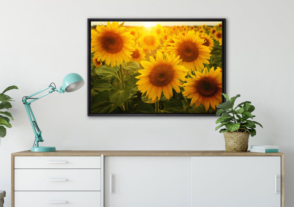 Sonnenblumen auf dem Feld auf Leinwandbild gerahmt verschiedene Größen im Wohnzimmer