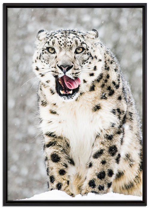 Leopard im Schnee auf Leinwandbild gerahmt Größe 100x70