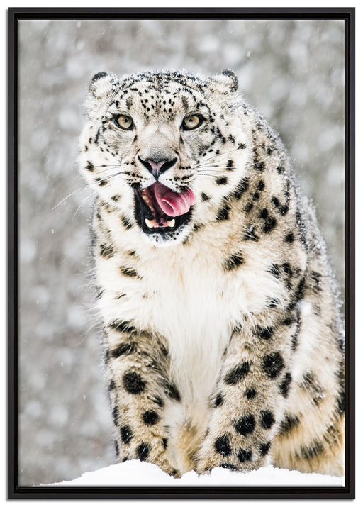 Leopard im Schnee auf Leinwandbild gerahmt Größe 100x70