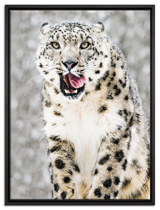 Leopard im Schnee auf Leinwandbild gerahmt Größe 80x60