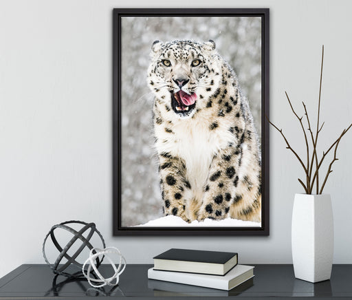 Leopard im Schnee auf Leinwandbild gerahmt mit Kirschblüten